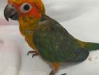 Sun Conure