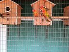 sun conure