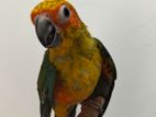 Sun Conure