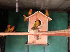 Sun Conure