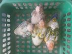 Sun Conure