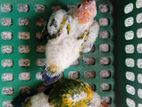 Sun conure