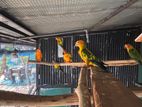 sun conure