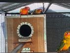Sun Conure