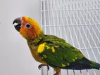 Sun Conure Birds