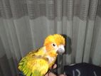 Sun Conure Bird