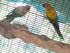 Sun Conure