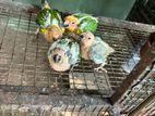 Sun Conures Chicks