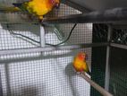 Sun Conure Birds