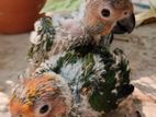 Sun Conures Birds