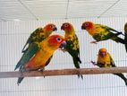 Sun Conure Bird