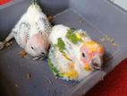Sun Conure