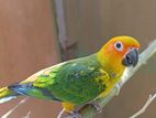 Sun Conure