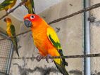 Sun Conure