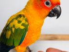 Sun Conure Bird