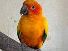 Sun Conures Bird