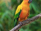 Sun Conure