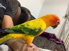 Sun Conure Bird