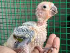 sun conure