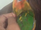 Sun Conure Bird