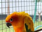 Sun Conure