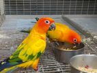 Sun Conure