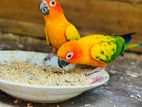 Sun Conure Bird