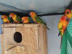Sun Conure