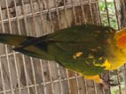 Sun Conure