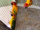 Sun Conure Birds