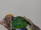 Sun conure Bird