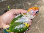 Sun Conures Chicks