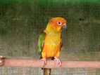 Sun Conure Birds