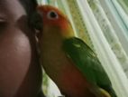 Sun Conure