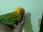 Sun Conure