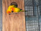Sun Conure Birds