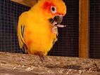 Sun Conure