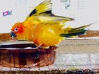 Sun Conure Bird