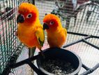 Sun Conure Birds