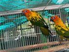 Sun Conure Bird