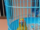Sun Conure Hand Feeding Chick