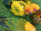 Sun Conure Hand Tamed