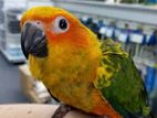sun conure hand tamed