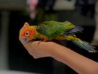 Sun Conure Hand Tamed