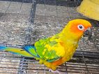 Sun Conure Male Bird