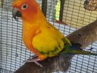 Sun Conure Male Bird