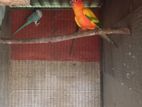 Sun Conure Male Bird