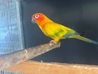 Sun Conure Male Bird