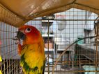 Sun Conure Male Bird