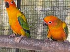 Sun Conure Male